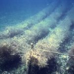Kelp Farming 101: How Seaweed Aquaculture Changes the Game