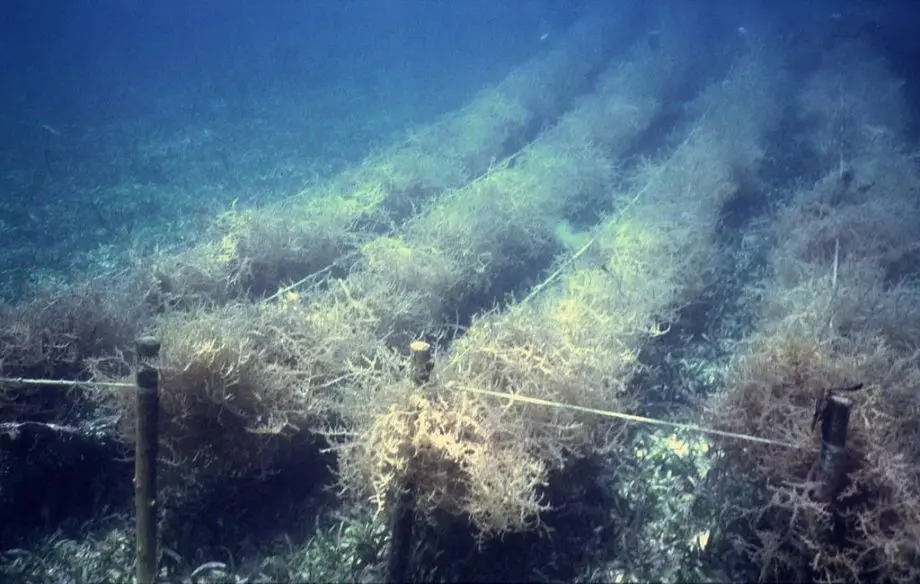 Kelp Farming 101: How Seaweed Aquaculture Changes the Game