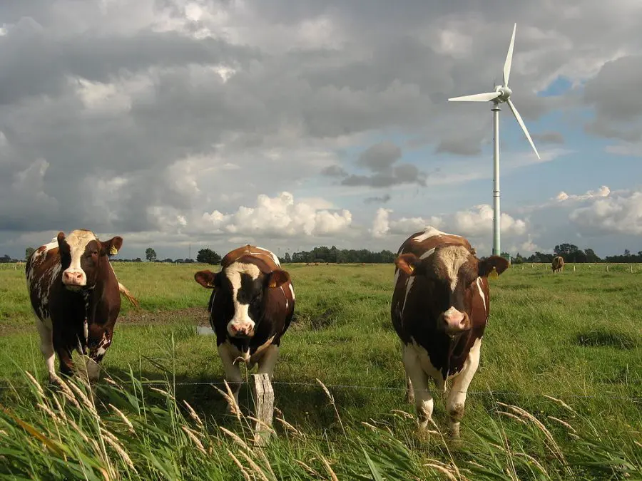 wind power and cows