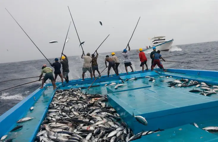 Handline fishing