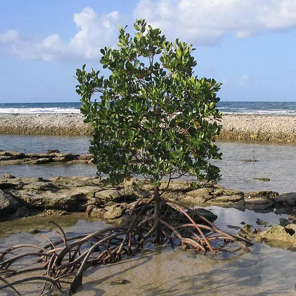 Understanding Mangroves