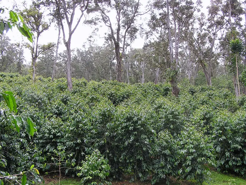 Agroforestry on coffee farm in Hawaii