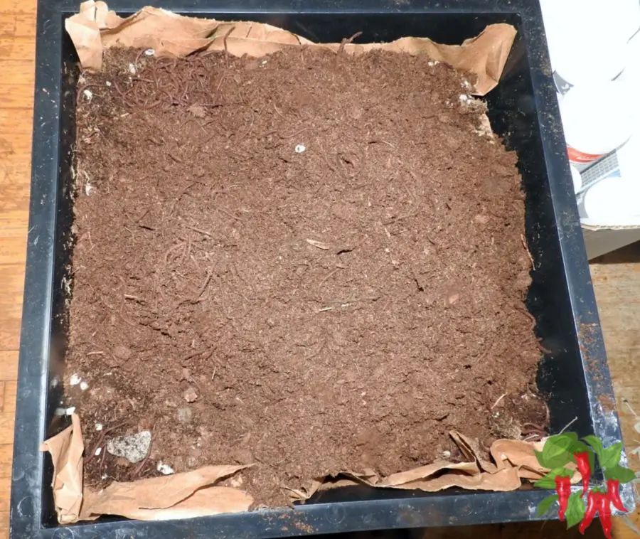 My Worm Compost Bin with fresh worms just added