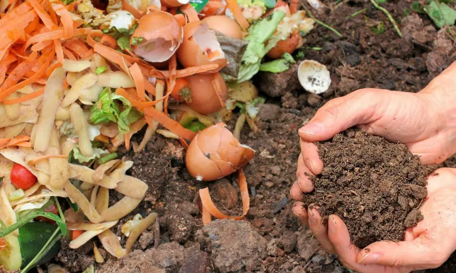 Best Ingredients for Composting