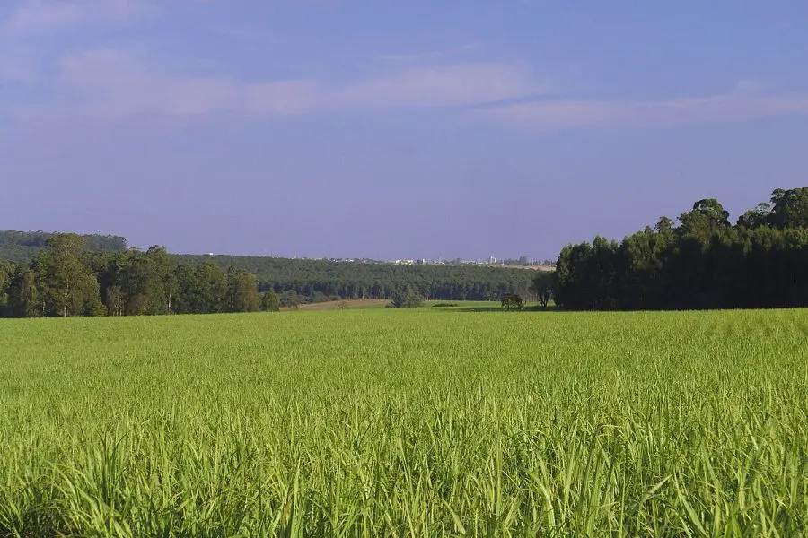 Field growing a Bioenergy crop