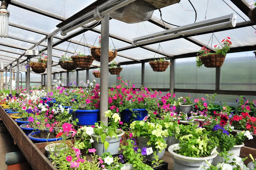 flowers in a traditional greenhouse