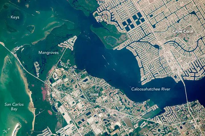 Mangroves in Cape Coral, Florida