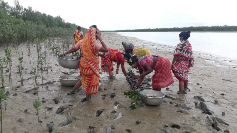 Mangrove_Plantation_in_Sundarbans