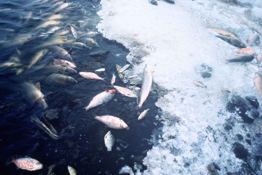 How Can Water Pollution Be Reduced? Effects of Water Pollution on Aquatic Life