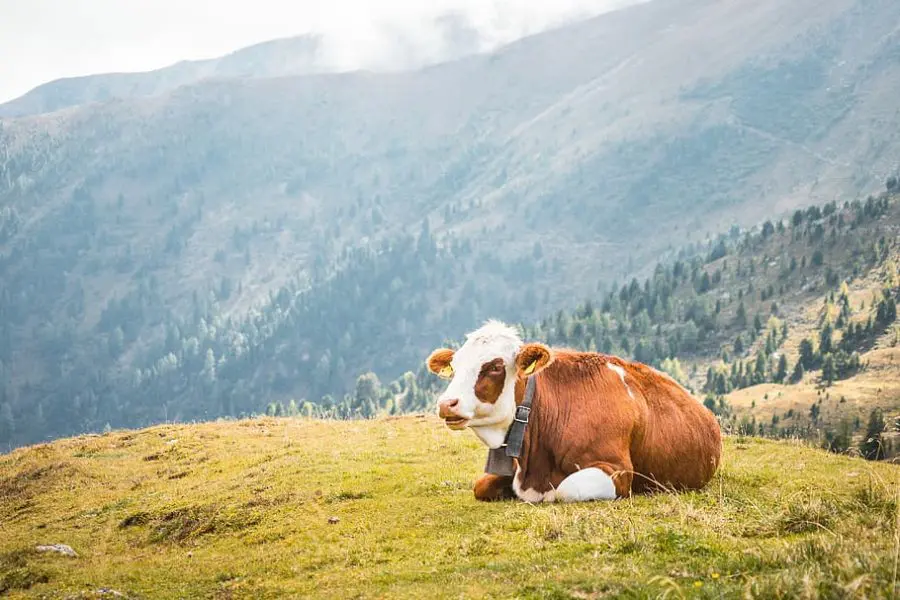 cow resting in mountain pasture