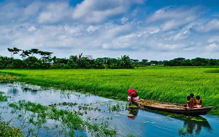 Bangladesh rice paddy