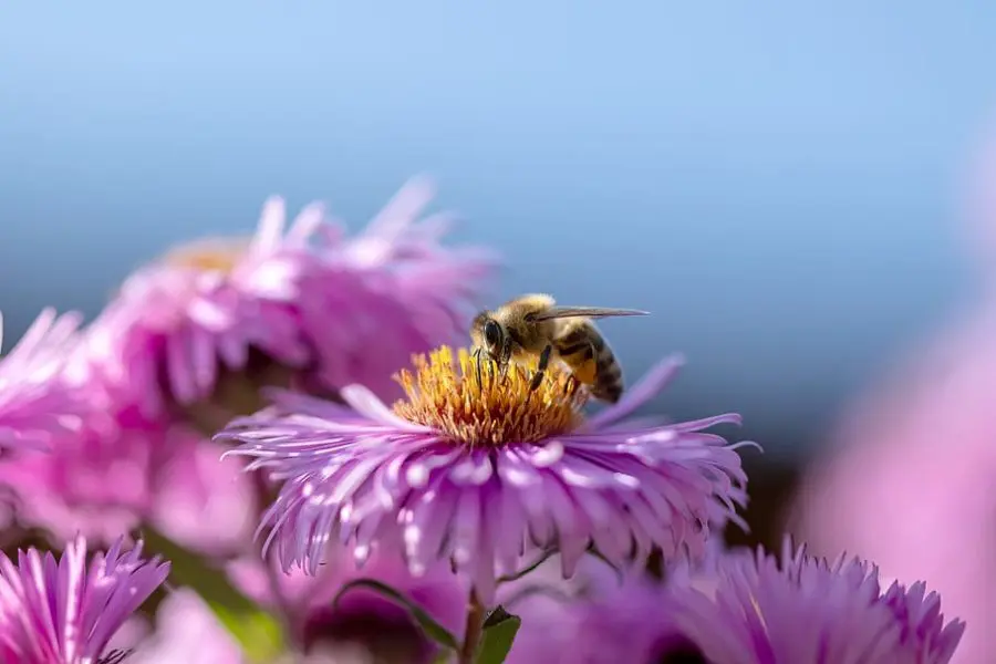 Nature's Little Helpers- honey bee on flower
