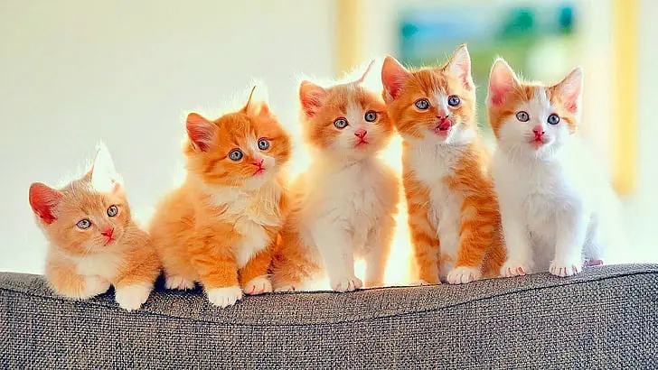 blue eyed kittens