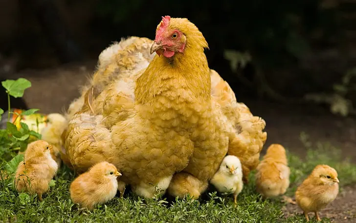 Ethical Livestock Practices - Hen with chicks