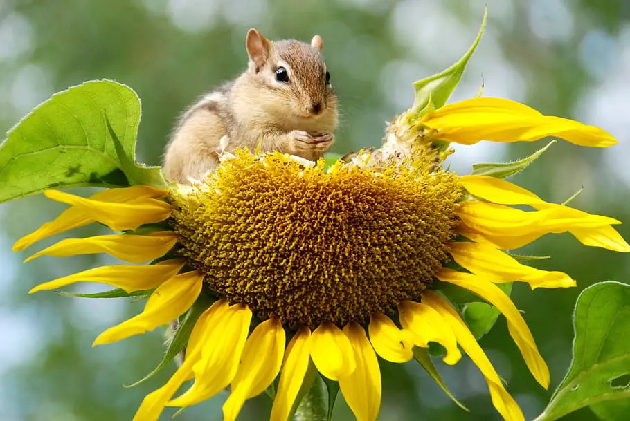 Why is Biodiversity Important in Farming? Chipmunk on sunflower