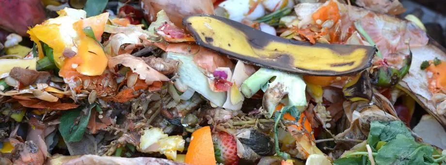 What Not to Compost and Why