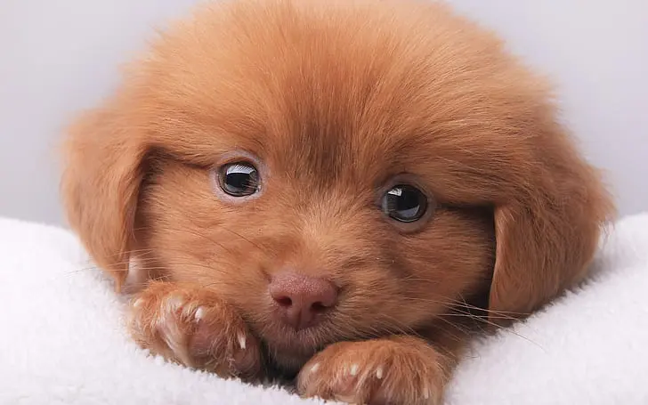 cute-brown-puppy