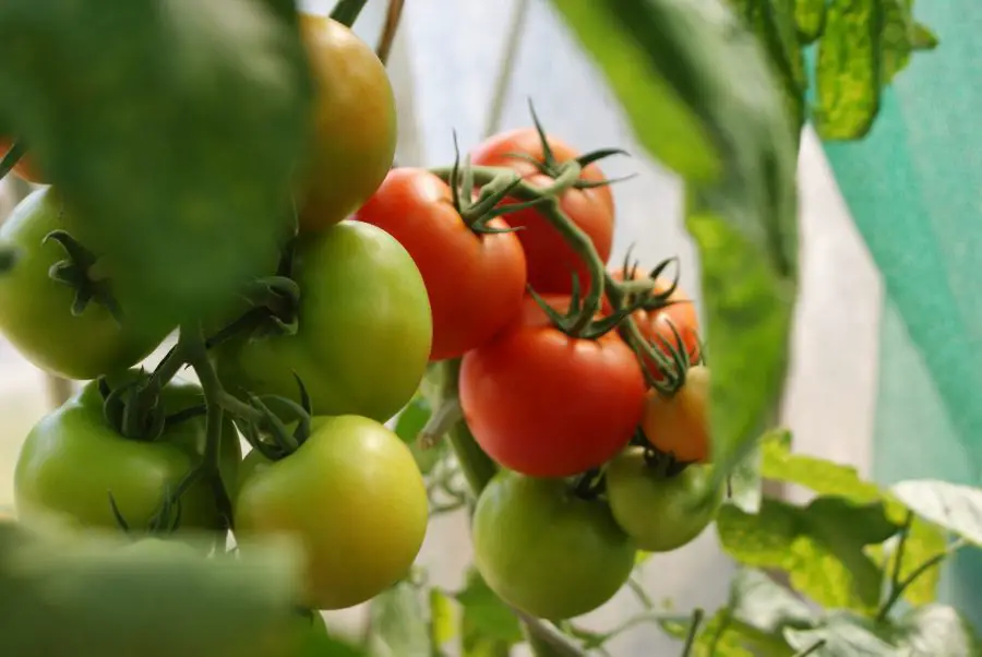 fresh tomatoes on the vine