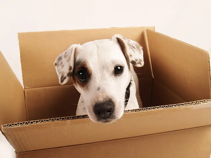Sustainable Pet Ownership A cute dog in cardboard box