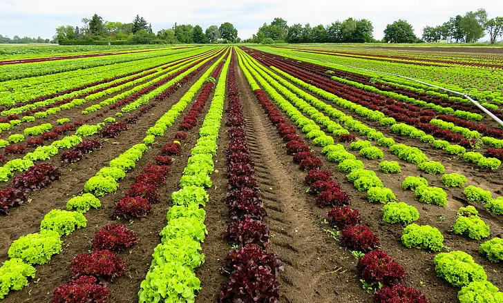 Organic and Regenerative Farming