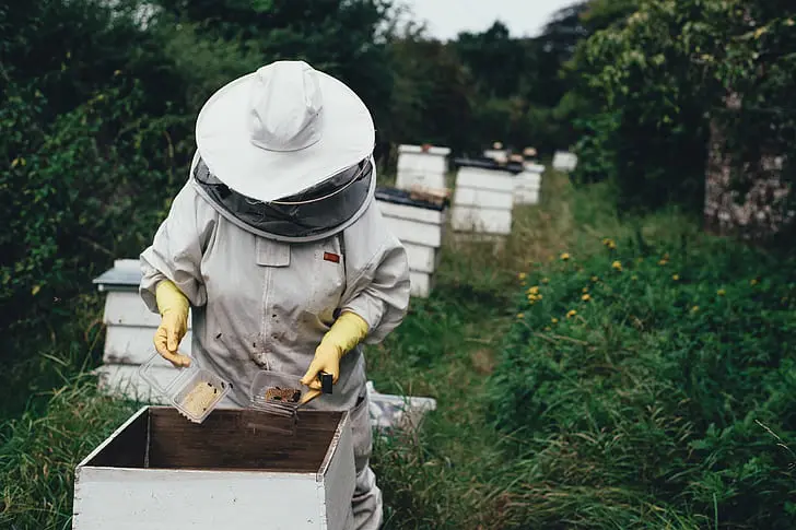 Sustainable Practices for Beekeepers