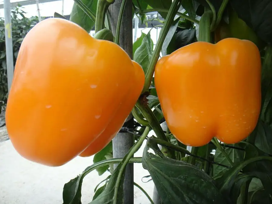 greenhouse peppers
