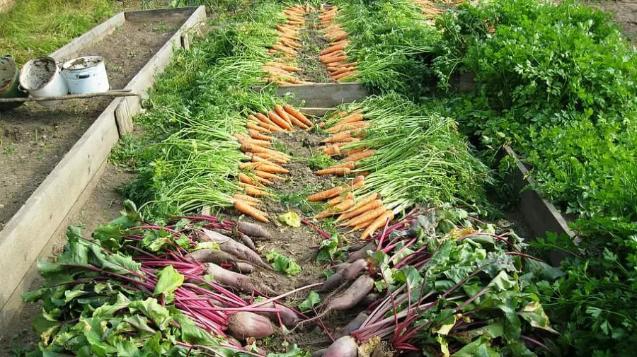 harvested root crops