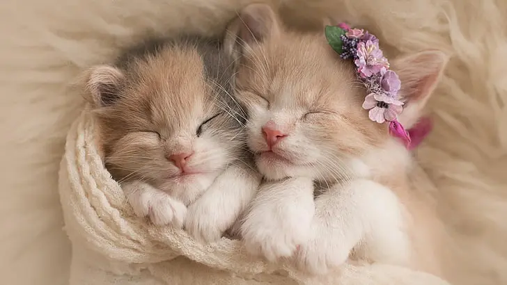 Sustainable Pet Ownership kitty-cats asleep-