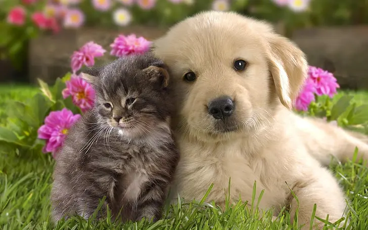 Tips for Sustainable Pet Ownership - golden retriever puppy and kitten together