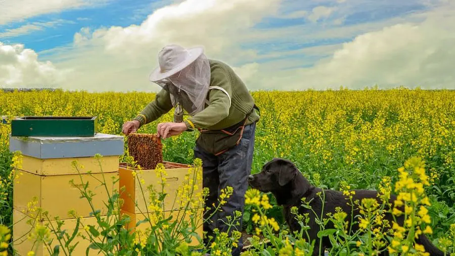 The Economic Impact of Beekeeping Dollars and Cents