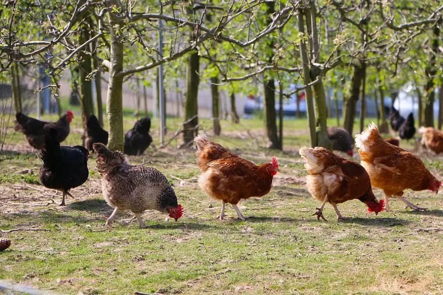 chickens foraging