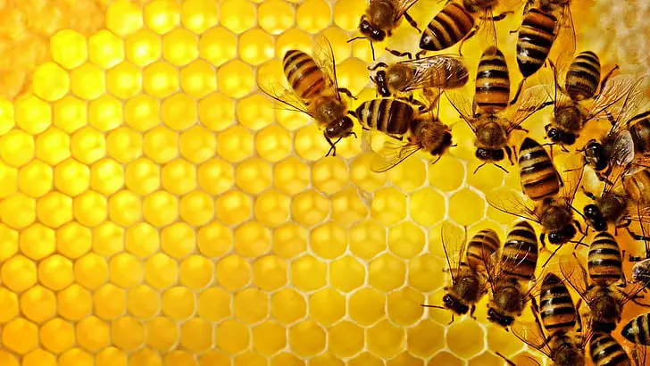 Intricacies of Bee Societies