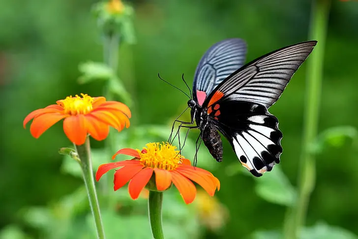 Creating Specific Habitats -Butterfly Gardens