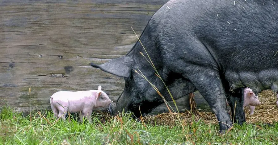 mama pig with piglets outdoors