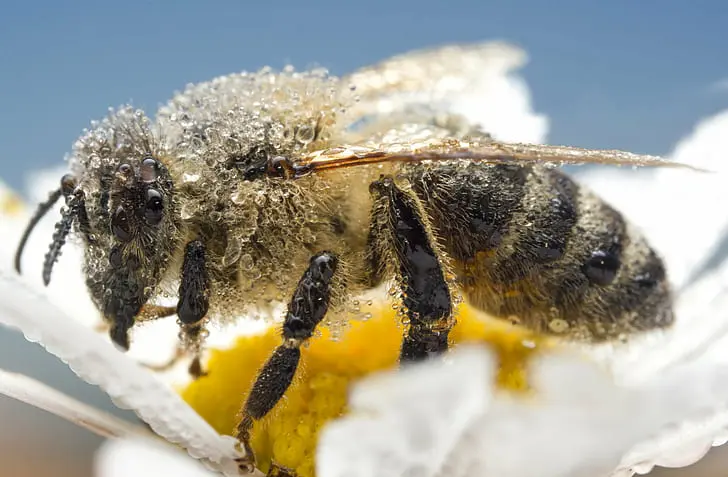 ​Pollination: The Symbiotic Relationship