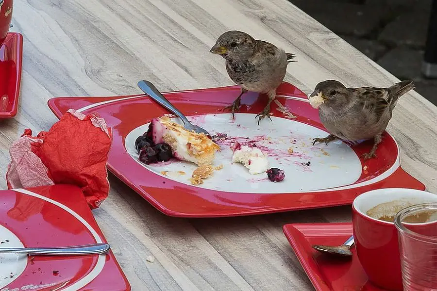 sparrows eating left over food