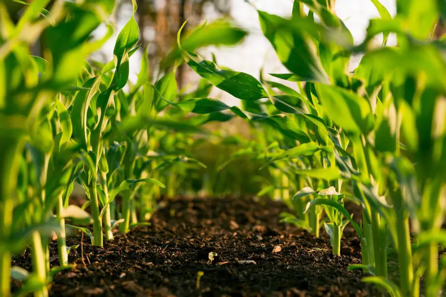 Reduction of soil erosion - corn rows