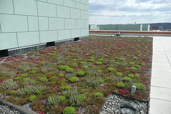 How Do Green Roofs Help the Environment?