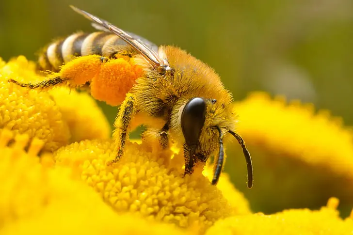 The Importance of Bees in Agriculture