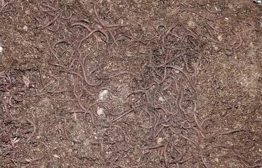 Home Composting with worms